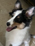Jake – Adopted September 2023