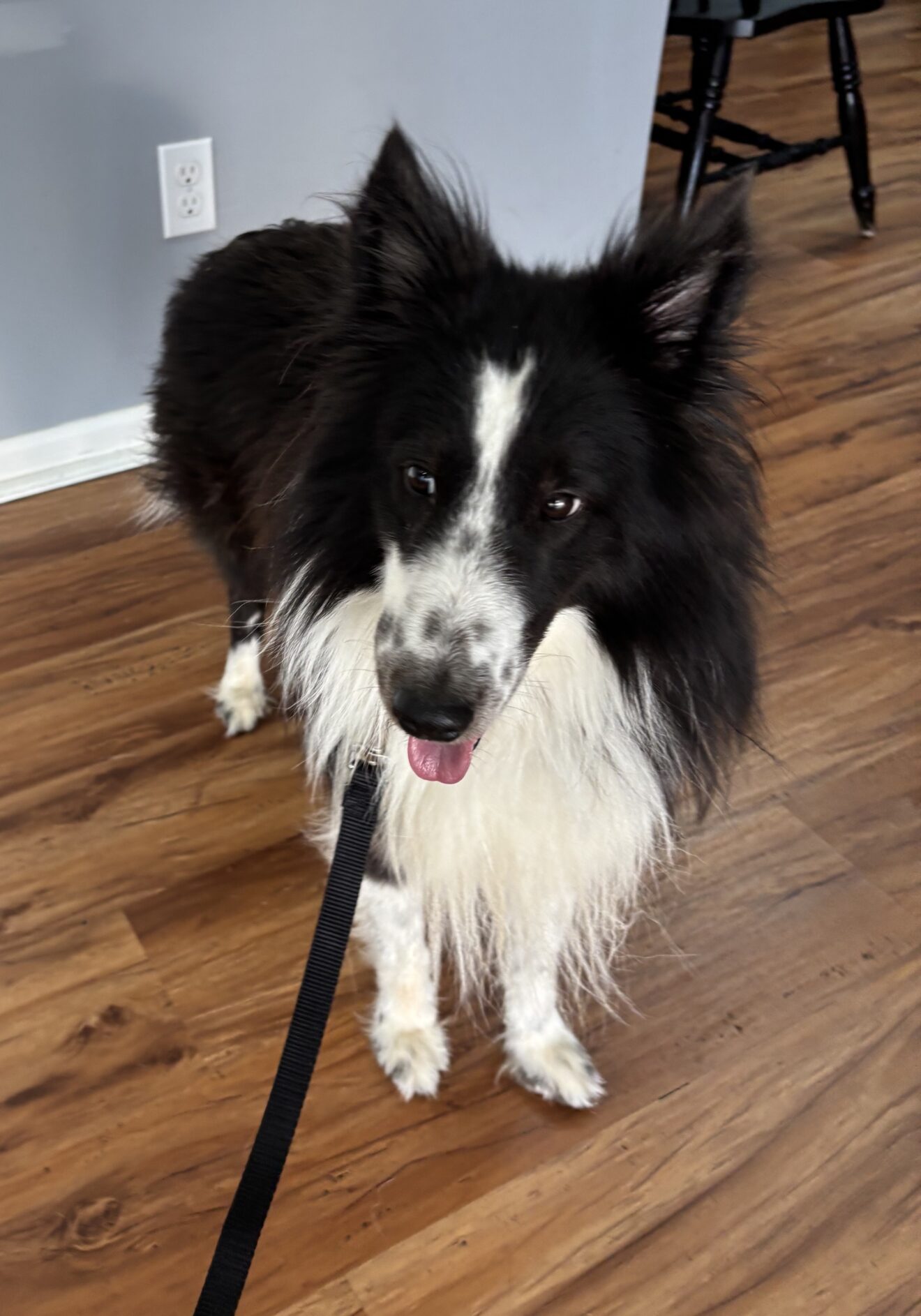 Sheltie Rescue Sc Charlie – Adopted November 2025 – Austin Sheltie Rescue